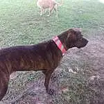 Dog, Carnivore, Dog breed, Collar, Working Animal, Liver, Fawn, Dog Collar, Pet Supply, Snout, Companion dog, Tail, Plant, Grass, Dog Supply, Guard Dog, Giant Dog Breed, Canidae, Working Dog
