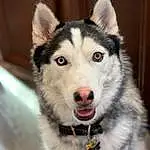 Dog, Dog breed, Sled Dog, Carnivore, Jaw, Snout, Recreation, Furry friends, Whiskers, Siberian Husky, Wolf, Working Dog, Winter, Canidae, Terrestrial Animal, Sulimov Dog, Canis, Ancient Dog Breeds