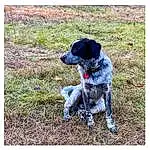 Dog, Carnivore, Dog breed, Working Animal, Grass, Companion dog, Dog Supply, Tail, Canidae, Collar, Soil, Working Dog, Dog Collar, Gun Dog, Hunting Dog, Borador, Non-sporting Group