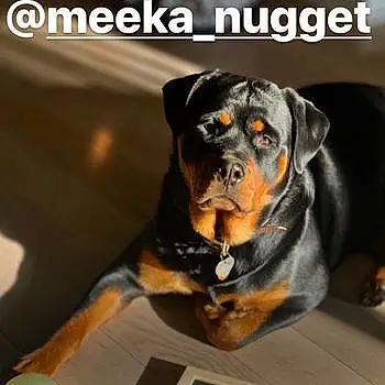 Meeka
