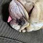 Pug, Canidae, Dog, Snout, Fawn, Puppy, French Bulldog, Dog breed, Wrinkle, Shar Pei, Companion dog, Carnivore, Non-sporting Group, Toy Dog