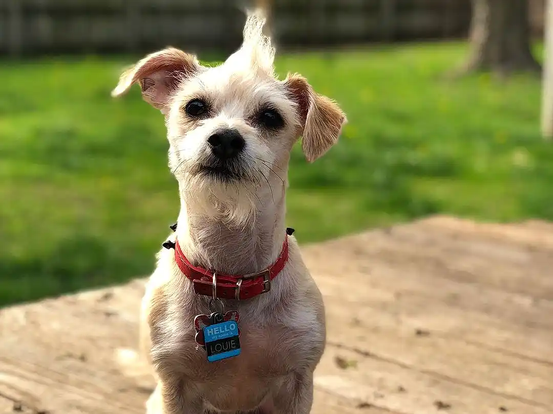 Louie - Dog Photo Contest
