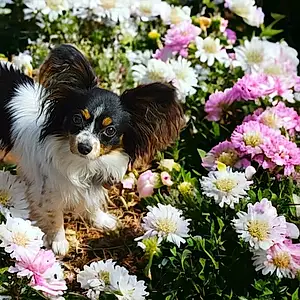Continental Toy Spaniel Dog Bee