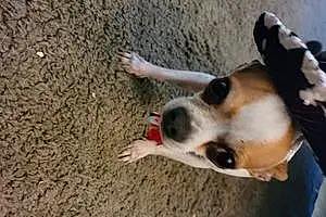 Name Chihuahua Dog Nacho