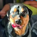 Dog, Dog breed, Carnivore, Companion dog, Snout, Whiskers, Collar, Close-up, Guard Dog, Working Dog, Terrestrial Animal, Furry friends, Canidae, Working Animal, Hunting Dog