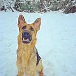 Dog, Snow, Carnivore, Fawn, Dog breed, Companion dog, Winter, Herding Dog, Freezing, Paw, Furry friends, Dog Supply, Working Dog, Guard Dog, Tail, Canidae, Playing In The Snow, Working Animal, Old German Shepherd Dog