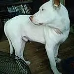 Dog, Dog breed, Carnivore, Jaw, Working Animal, Ear, Fawn, Companion dog, Bull Terrier, Old English Terrier, Terrestrial Animal, Bull Terrier (miniature), Tail, Livestock, Wood, Whiskers, Canidae, Bull And Terrier, Pet Supply, Dogo Guatemalteco