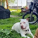 Plant, Tire, Wheel, Dog, Vehicle, Carnivore, Sky, Grass, Dog breed, Collar, Automotive Tire, Working Animal, Tree, Bicycle, Fender, Tread, Companion dog, Snout, Motorcycle, Lawn
