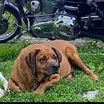 Tire, Wheel, Dog, Dog breed, Automotive Tire, Carnivore, Vehicle, Motorcycle, Tread, Grass, Working Animal, Fawn, Alloy Wheel, Companion dog, Vroom Vroom, Automotive Lighting, Fender, Liver, Snout, Plant