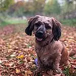 Dog, Liver, Dog breed, Carnivore, Companion dog, Fawn, Tree, Snout, Wood, Spaniel, Working Animal, Plant, Grass, Canidae, Terrestrial Animal, Soil, Forest, Retriever, Gun Dog, Furry friends