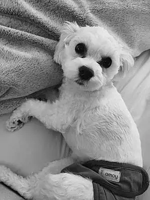 Black & White Havanese Dog Gemma