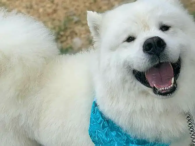 Dog, White, Carnivore, Jaw, Dog breed, Spitz, Companion dog, Whiskers, Collar, Happy, Snout, Japanese Spitz, Canidae, Furry friends, Samoyed, Fang, Volpino Italiano, German Spitz, Working Animal