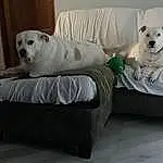 Couch, Dog, Furniture, White, Carnivore, Comfort, Dog breed, Studio Couch, Sofa Bed, Fawn, Companion dog, Dog Supply, Chair, Pillow, Working Animal, Living Room, Pet Supply