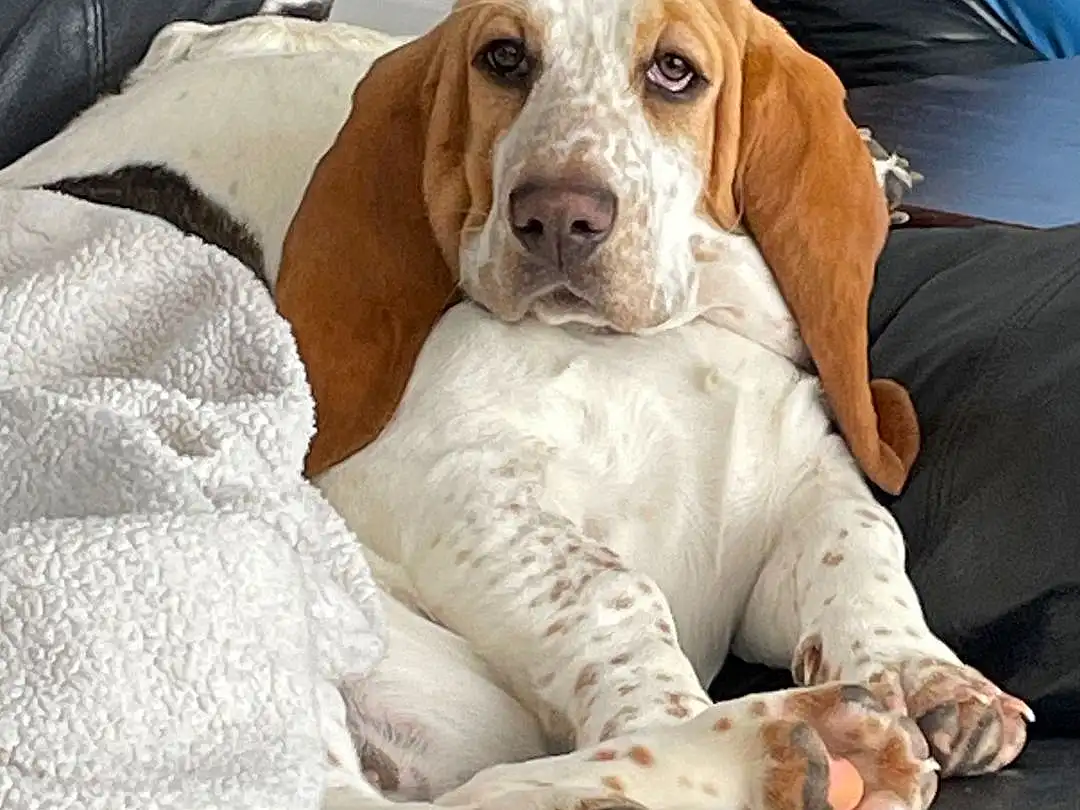 Dog, Comfort, Dog breed, Carnivore, Liver, Working Animal, Fawn, Companion dog, Hound, Snout, Dog Supply, Scent Hound, Bored, Canidae, Sitting, Collar, Basset Hound, Dog Collar, Furry friends