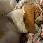 Dog, Comfort, Dog breed, Carnivore, Ear, Working Animal, Fawn, Liver, Companion dog, Wrinkle, Snout, Linens, Furry friends, Canidae, Nap, Bedtime, Terrestrial Animal, Sleep, Non-sporting Group