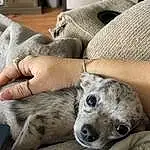 Dog, Couch, Comfort, Carnivore, Grey, Fawn, Dog breed, Companion dog, Whiskers, Snout, Terrestrial Animal, Furry friends, Remote Control, Paw, Canidae, Nap, Room, Linens