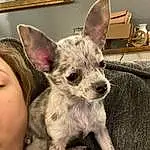 Head, Dog, Eyes, Dog breed, Carnivore, Ear, Whiskers, Companion dog, Fawn, Snout, Toy Dog, Working Animal, Texas Heeler, Canidae, Furry friends, Terrestrial Animal, Dog Supply, Corgi-chihuahua, Non-sporting Group