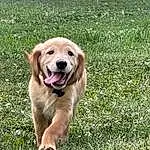Dog, Plant, Grass, Carnivore, Fawn, Companion dog, Dog breed, Groundcover, Snout, Gun Dog, Golden Retriever, Retriever, Grassland, Labrador Retriever, Working Dog, Herbaceous Plant, Canidae, People In Nature