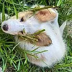 Plant, Virginia Opossum, Rodent, Dog breed, Carnivore, Grass, Whiskers, Fawn, Felidae, Terrestrial Animal, Hamster, Sheep, Livestock, Marsupial, Common Opossum, Mustelidae, Small To Medium-sized Cats, Goats, Mouse