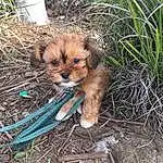 Dog, Plant, Carnivore, Grass, Liver, Fawn, Companion dog, Dog breed, Toy Dog, Terrestrial Animal, Whiskers, Terrestrial Plant, Snout, Terrier, Soil, Small Terrier, Furry friends, Working Animal, Canidae