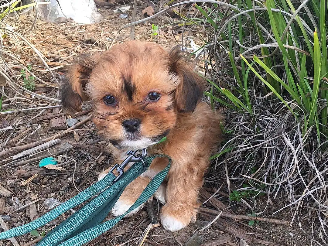 Dog, Plant, Carnivore, Grass, Liver, Fawn, Companion dog, Dog breed, Toy Dog, Terrestrial Animal, Whiskers, Terrestrial Plant, Snout, Terrier, Soil, Small Terrier, Furry friends, Working Animal, Canidae