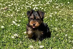 Firstname Yorkshire Terrier Dog Gus