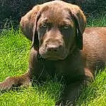 Dog, Carnivore, Dog breed, Liver, Plant, Fawn, Grass, Working Animal, Companion dog, Terrestrial Animal, Snout, Gun Dog, Canidae, Groundcover, Hunting Dog, Labrador Retriever, Furry friends