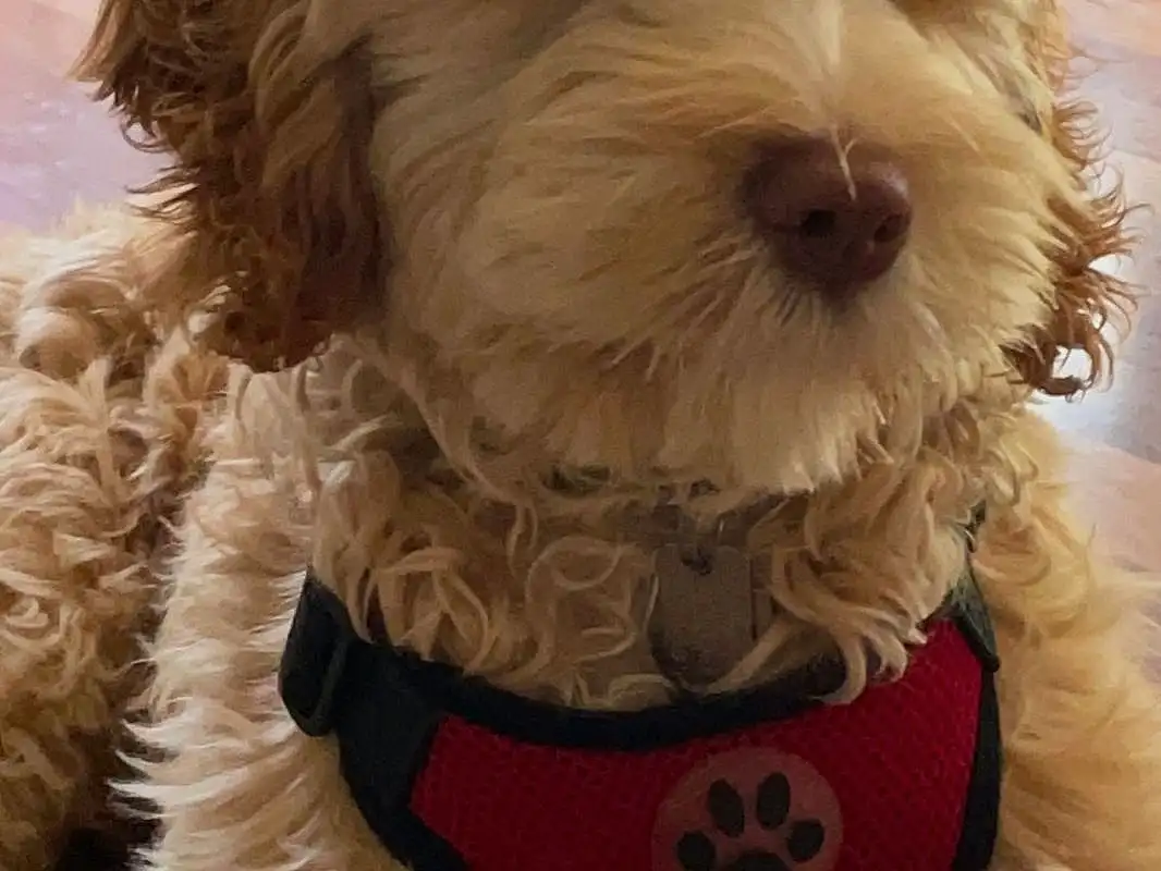 Dog, Dog breed, Carnivore, Dog Supply, Dog Clothes, Companion dog, Dog Collar, Pet Supply, Toy Dog, Collar, Snout, Small Terrier, Working Animal, Terrier, Furry friends, Liver, Canidae, Labradoodle, Christmas