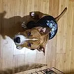 Brown, Head, Dog, Wood, Working Animal, Toy, Carnivore, Pet Supply, Fawn, Dog breed, Companion dog, Snout, Hardwood, Collar, Tail, Wood Stain, Furry friends, Canidae