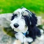 Dog, Dog breed, Carnivore, Companion dog, Snout, Toy Dog, Grass, Terrier, Canidae, Terrestrial Animal, Liver, Small Terrier, Working Animal, Biewer Terrier, Puppy, Working Dog