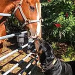 Horse, Plant, Dog, Working Animal, Bit, Liver, Horse Tack, Horse Supplies, Bridle, Sorrel, Fawn, Grass, Carnivore, Wood, Rein, Snout, Saddle, Mane, Pack Animal, Mare