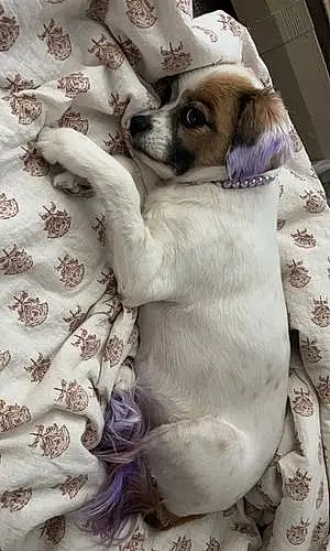 Name Chihuahua Dog Lilo