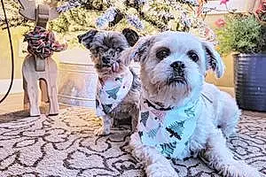 Shih Tzu Dog Molly Sue And Daisy Mae