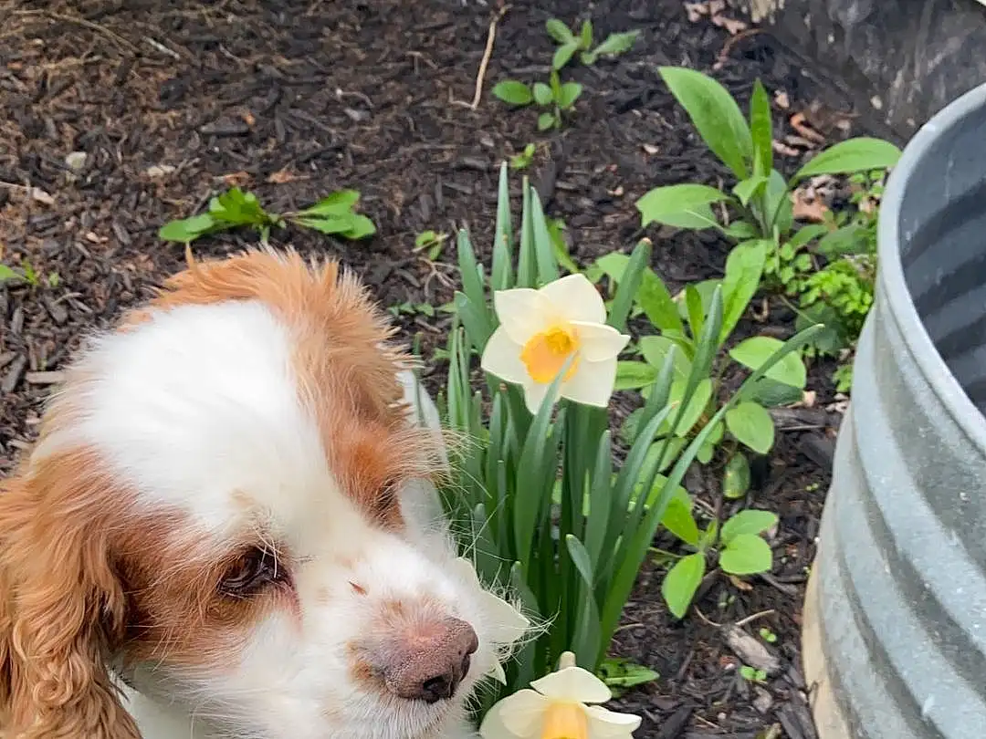 Flower, Plant, Dog, Dog breed, Carnivore, Petal, Companion dog, Grass, Fawn, Groundcover, Spaniel, Toy Dog, Shrub, Liver, Annual Plant, Flowering Plant, Soil, Canidae
