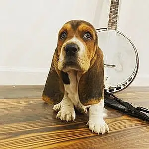 Name Basset Hound Dog Wilbur