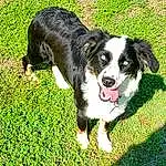 Dog, Carnivore, Dog breed, Plant, Grass, Companion dog, Herding Dog, Snout, Groundcover, Canidae, Border Collie, Terrestrial Animal, Working Dog, Working Animal, Paw, Tail