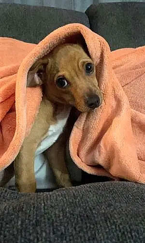 Name Chihuahua Dog Papi