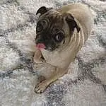 Dog, Carnivore, Pug, Dog breed, Fawn, Companion dog, Working Animal, Wrinkle, Snout, Foot, Furry friends, Canidae, Toy Dog, Paw, Non-sporting Group, Puppy, Dog Collar