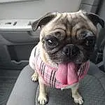 Pug, Dog, Dog breed, Carnivore, Comfort, Companion dog, Fawn, Wrinkle, Toy Dog, Automotive Design, Vehicle Door, Auto Part, Whiskers, Working Animal, Canidae, Family Car, Luxury Vehicle, Non-sporting Group, Nail
