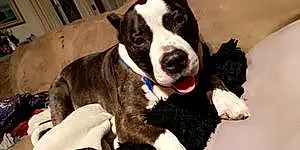 Name Pitt Bull Terrier Dog Harvey