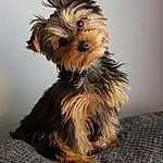 Dog, Carnivore, Fawn, Dog breed, Companion dog, Toy Dog, Dog Supply, Yorkshire Terrier, Liver, Snout, Small Terrier, Working Animal, Terrier, Canidae, Biewer Terrier, Yorkipoo, Furry friends, Maltepoo, Puppy