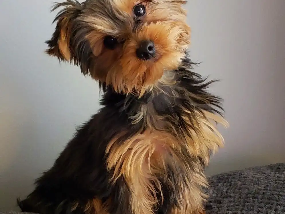 Dog, Carnivore, Fawn, Dog breed, Companion dog, Toy Dog, Dog Supply, Yorkshire Terrier, Liver, Snout, Small Terrier, Working Animal, Terrier, Canidae, Biewer Terrier, Yorkipoo, Furry friends, Maltepoo, Puppy