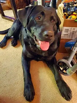 Name Labrador Retriever Dog Jessie