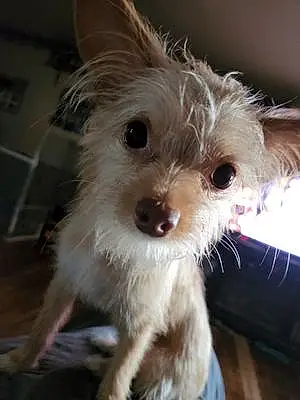 Firstname Chihuahua Dog Chloe