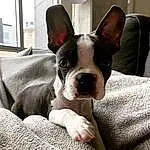 Dog, Dog breed, Carnivore, Working Animal, Ear, Comfort, Whiskers, Companion dog, Fawn, Boston Terrier, Snout, Toy Dog, Terrestrial Animal, Bored, Canidae, Non-sporting Group, Bulldog
