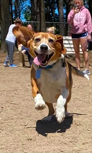 Beagle Dog Linus