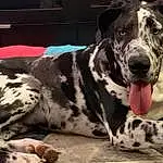 Dog, Dog breed, Canidae, Carnivore, Great Dane, Non-sporting Group, Louisiana Catahoula Leopard Dog, Snout, Guard Dog, Working Dog, Giant Dog Breed