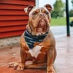 Dog, Bulldog, Dog breed, Carnivore, Companion dog, Fawn, Liver, Snout, Terrestrial Animal, Wood, Canidae, Wrinkle, Working Animal, Molosser, Working Dog, Non-sporting Group, Ancient Dog Breeds, Old English Bulldog