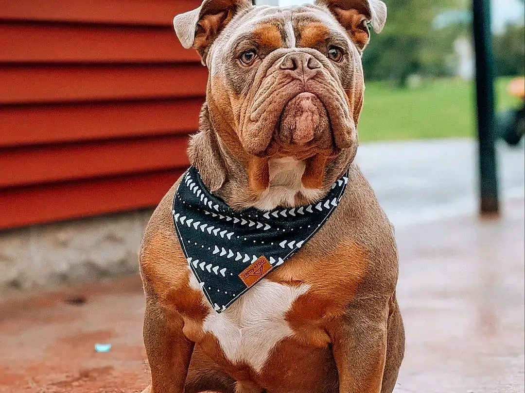 Dog, Bulldog, Dog breed, Carnivore, Companion dog, Fawn, Liver, Snout, Terrestrial Animal, Wood, Canidae, Wrinkle, Working Animal, Molosser, Working Dog, Non-sporting Group, Ancient Dog Breeds, Old English Bulldog