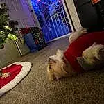 Dog, Christmas Ornament, Christmas Tree, Decoration, Lighting, Carnivore, Plant, Christmas Decoration, Companion dog, Dog breed, Ornament, Christmas, Holiday Ornament, Holiday, Tree, Felidae, Event, Lap, Small To Medium-sized Cats